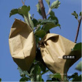 para diminuir os danos das aves mordida esterilidade não-poluição todo-madeira celulose papel cultivo crescer sacos para a Apple Popular no Sri Lanka